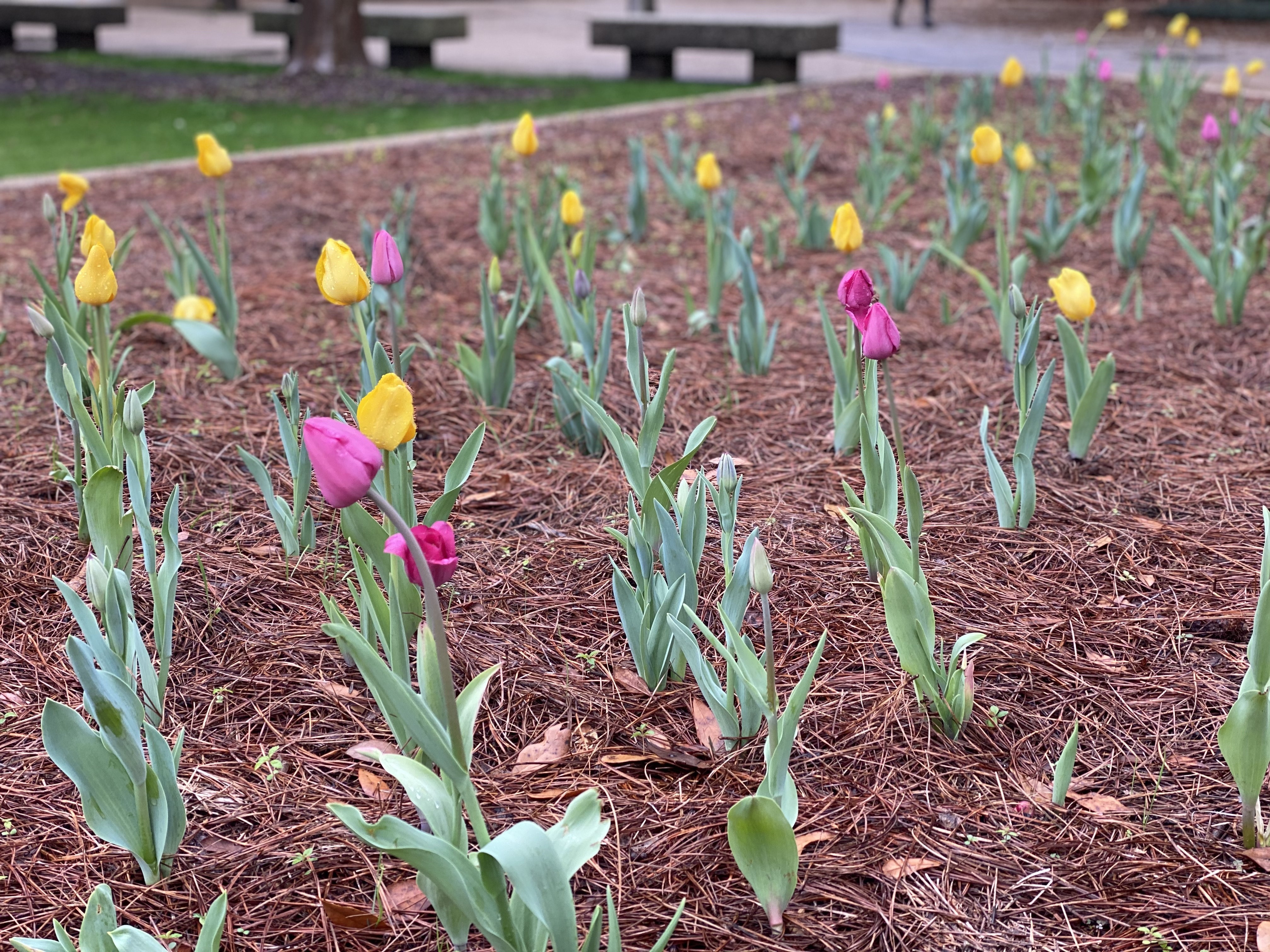 Must-knows about mulch 